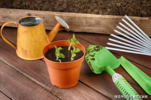 阿甘與互聯網 園林綠化工程的個人展示平臺