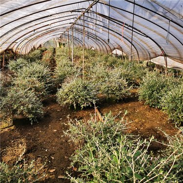 精品水果與園林綠化工程 生態(tài)與經(jīng)濟(jì)的完美融合