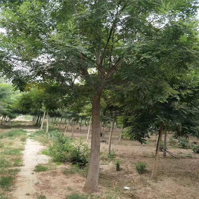 四川地區(qū)29公分與22公分國槐價(jià)格對(duì)比及園林綠化工程應(yīng)用