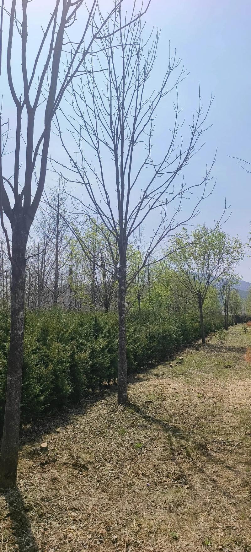 水曲柳 園林綠化工程中的珍貴苗木與生態(tài)衛(wèi)士