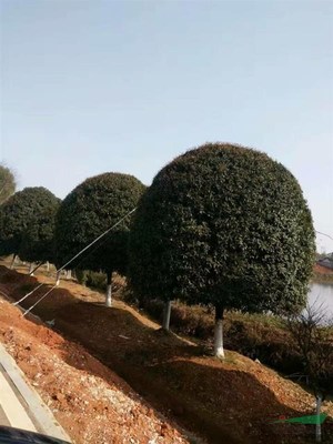 湖南精品桂花 園林綠化工程的芬芳名片