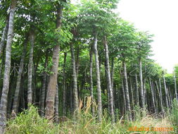 園林綠化工程中的專業(yè)工具與輔助材料探析